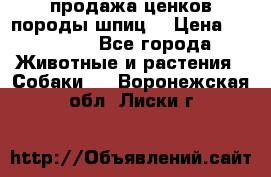 продажа ценков породы шпиц  › Цена ­ 35 000 - Все города Животные и растения » Собаки   . Воронежская обл.,Лиски г.